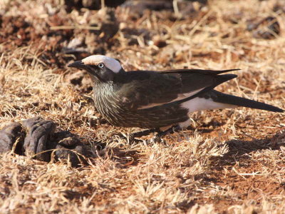 White-crowned Starling, Liben Plains near Yabello