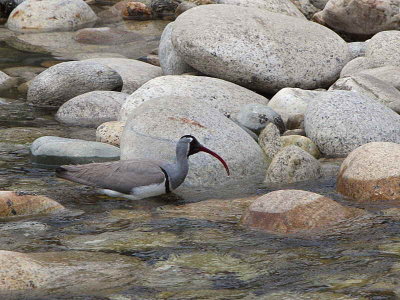 Ibisbill, Paro River, Bhutan