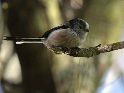 Long-tailed Tit, Loch Lomond, Clyde