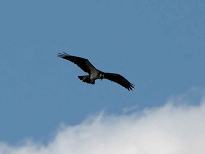Osprey, Loch Lomond, Clyde
