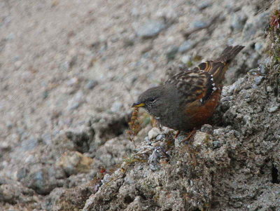 Alpine Accentor, Yotung la, Bhutan