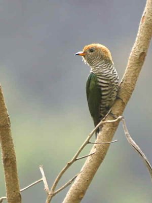 Asian Emerald Cuckoo, near Tingbiti, Bhutan