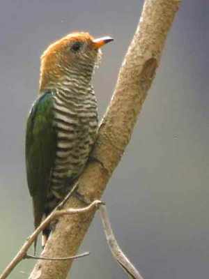 Asian Emerald Cuckoo, near Tingbiti, Bhutan
