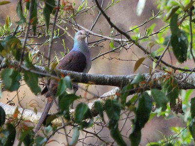 Barred Cuckoo Dove, Pele la, Bhutan