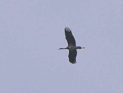 Black Stork, Samdrup Jongkhar, Bhutan