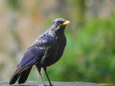 Blue Whistling Thrush, Mo Chhu valley, Bhutan