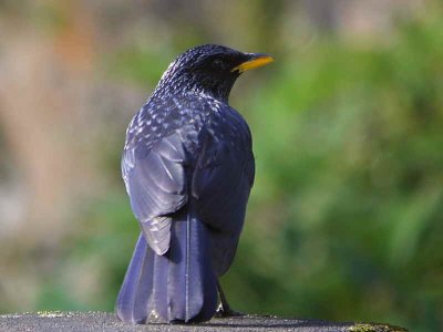 Blue Whistling Thrush, Mo Chhu valley, Bhutan