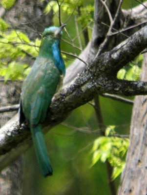 Blue-bearded Bee-eater, lower Limethang Road, Bhutan