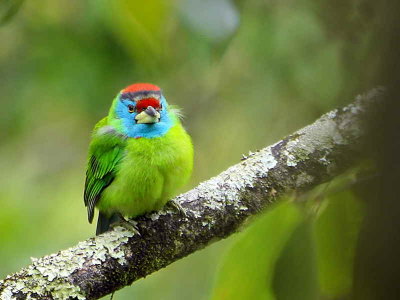 Blue-throated Barbet, lower Limethang Road, Bhutan