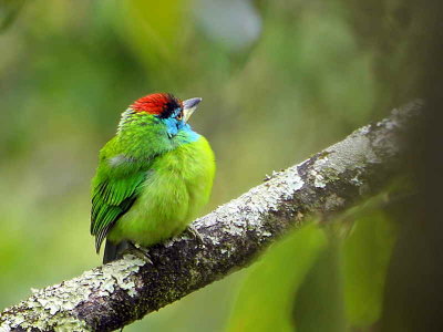 Blue-throated Barbet, lower Limethang Road, Bhutan