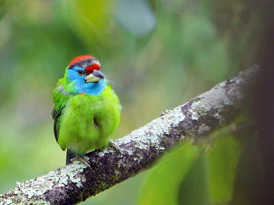 Blue-throated Barbet, lower Limethang Road, Bhutan