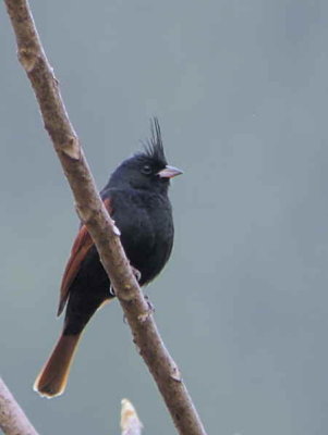 Crested Bunting, Punakha, Bhutan