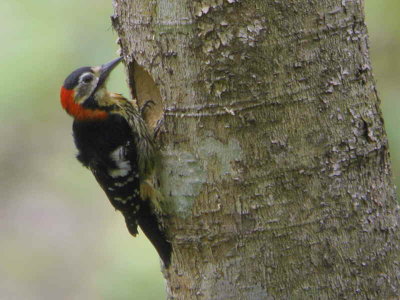 Crimson-brested Woodpecker