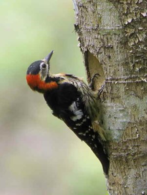 Crimson-brested Woodpecker (male), Mo Chhu valley, Bhutan