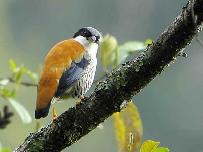 Cutia, upper Limethang Road, Bhutan