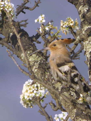 Eurasian Hoope, Thimpu, Bhutan