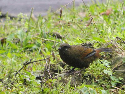 Blue-winged Laughingthrush, upper Limemethang Road, Bhutan