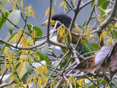 Great Barbet, upper Lingmethang Road, Bhutan