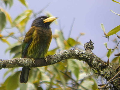 Great Barbet, upper Lingmethang Road, Bhutan