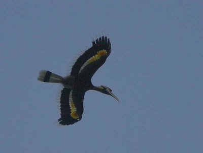 Great Hornbill, near Tingbiti, Bhutan