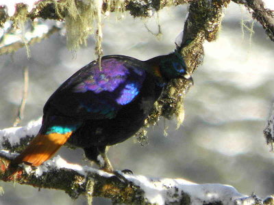 Himalayan Monal, Cheli la Pass, Bhutan