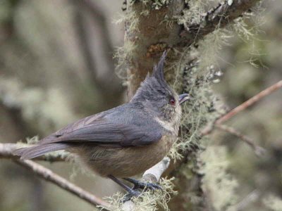 Grey-crested Tit, Sengor, Bhutan