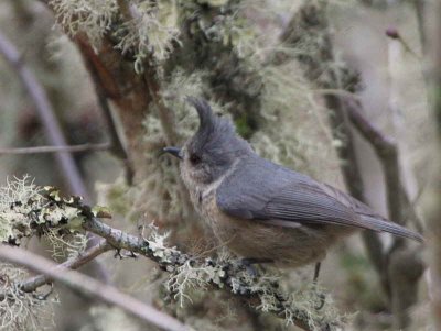 Grey-crested Tit, Sengor, Bhutan