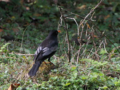 Grey-winged Blackbird, Kori la, Bhutan