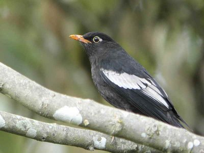 Grey-winged Blackbird