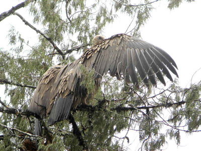 Himalayan Griffon, Pele la Pass, Bhutan