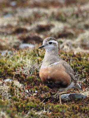 Dotterel, Lowther Hill, Clyde