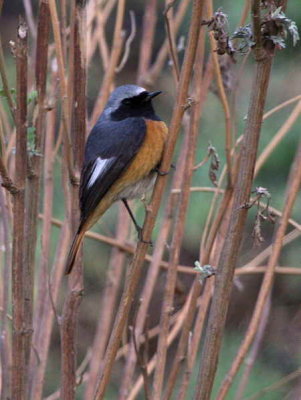 Hodgson's Redstart, Paro, Bhutan