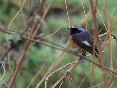 Hodgsons Redstart, Paro, Bhutan