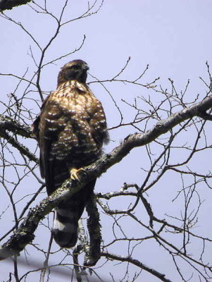 Mountain Hawk Eagle, Mo Chhu valley, Bhutan