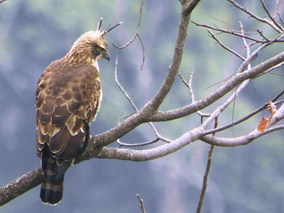 Mountain Hawk Eagle, Shemgang Road, Bhutan