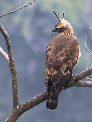 Mountain Hawk Eagle, Shemgang Road, Bhutan