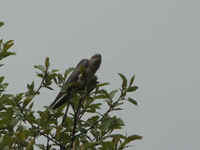 Oriental Cuckoo, Narphung la, Bhutan