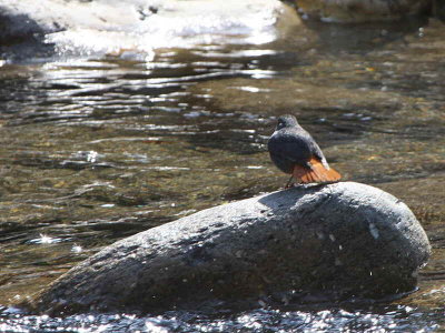 Plumbeous Water Redstart, Cheri valley, Bhutan