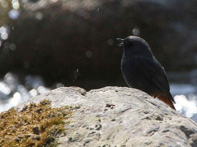 Plumbeous Water Redstart, Cheri valley, Bhutan