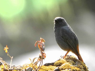 Plumbeous Water Redstart, Cheri valley, Bhutan