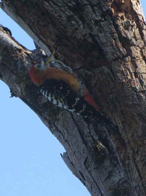 Rufous-bellied Woodpecker