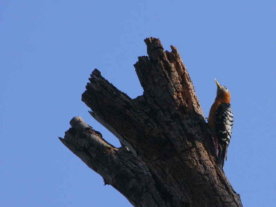 Rufous-bellied Woodpecker, Shemgang Road, Bhutan
