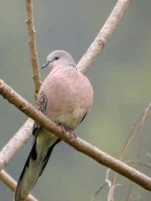 Spotted Dove, Punakha, Bhutan