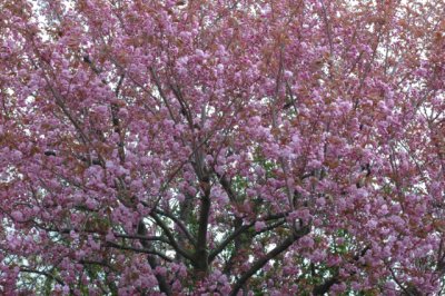 sakura