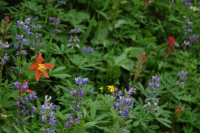 Summer in MRNP