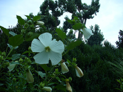 P1010100.jpg