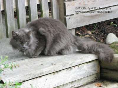 A hungry Adanac Street cat who was sneaking up on a couple of sparrows