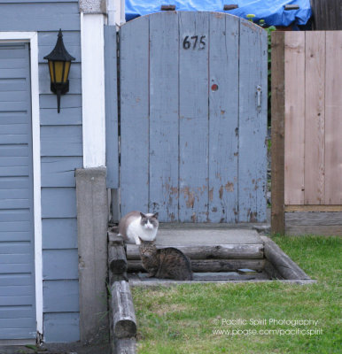 More Grove Avenue cats who don't socialize with cats across the road