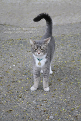 A well-behaved cat from a prestigious West Side neighbourhood