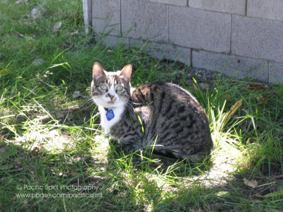 A smart Laurel Street cat who's found the best spot